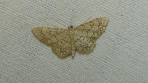 Idaea moniliata